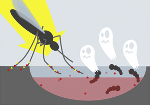 Malaria mosquito infographic