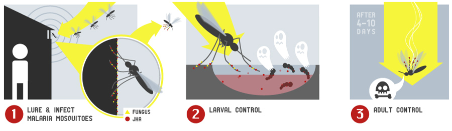 Malaria infographic illustration